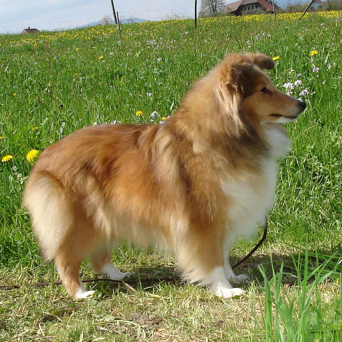 Bijou
